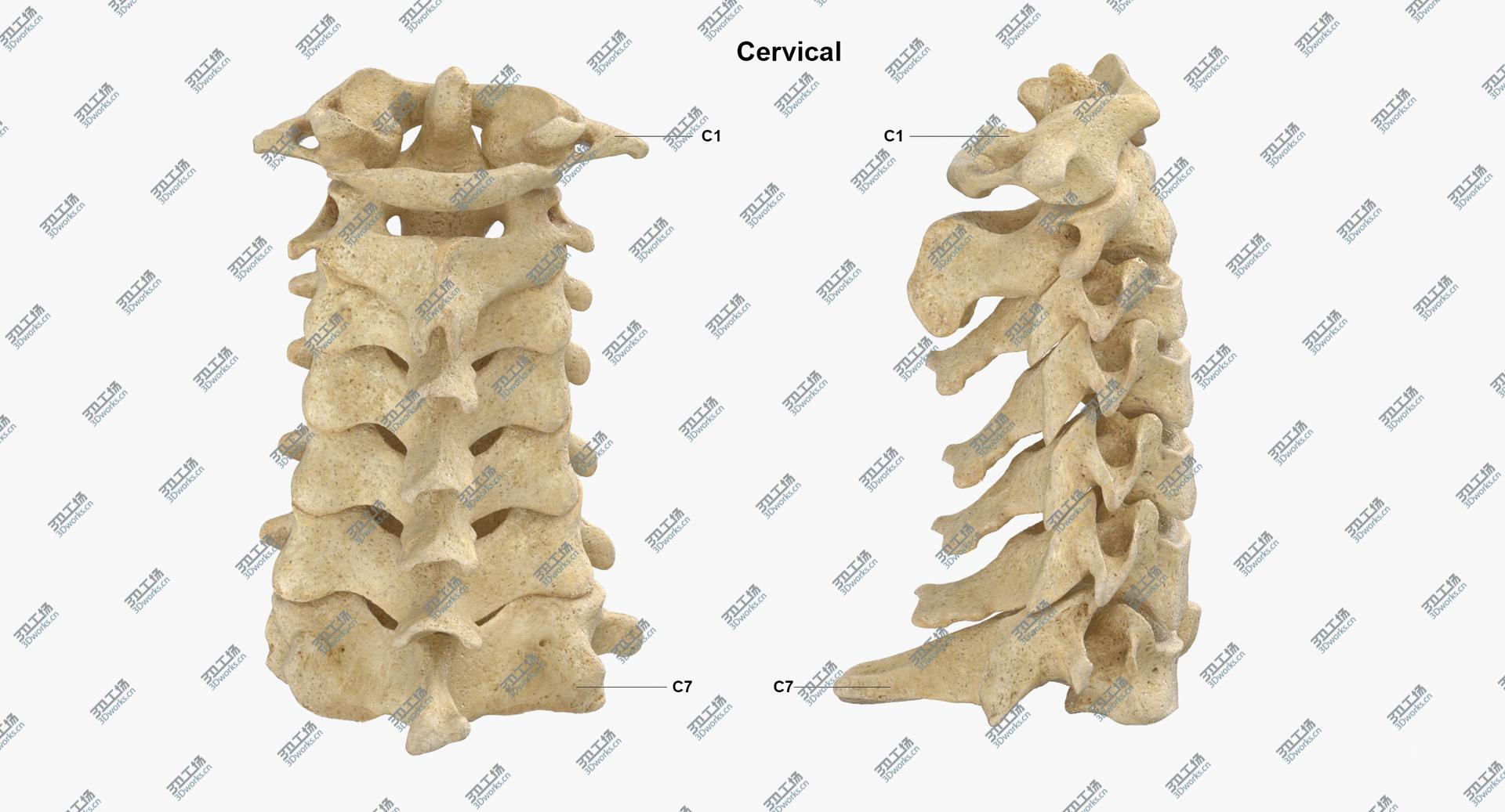 images/goods_img/2021040233/3D Real Human Spine Bones Anatomy 01 model/4.jpg